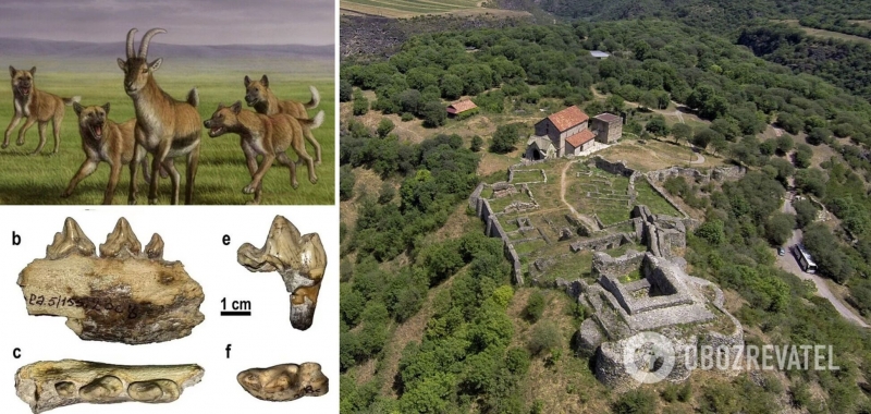 Археологи обнаружили в Грузии останки собаки, жившей 1,7 млн лет назад. Фото