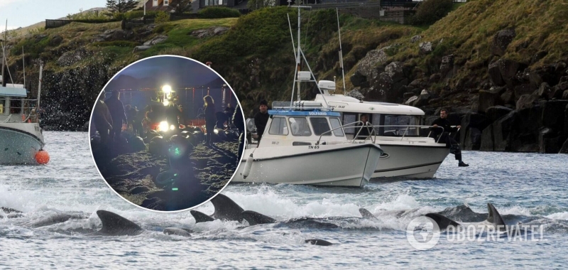 На Фарерских островах убили почти 1,5 тысячи дельфинов: китобои признали свою ошибку