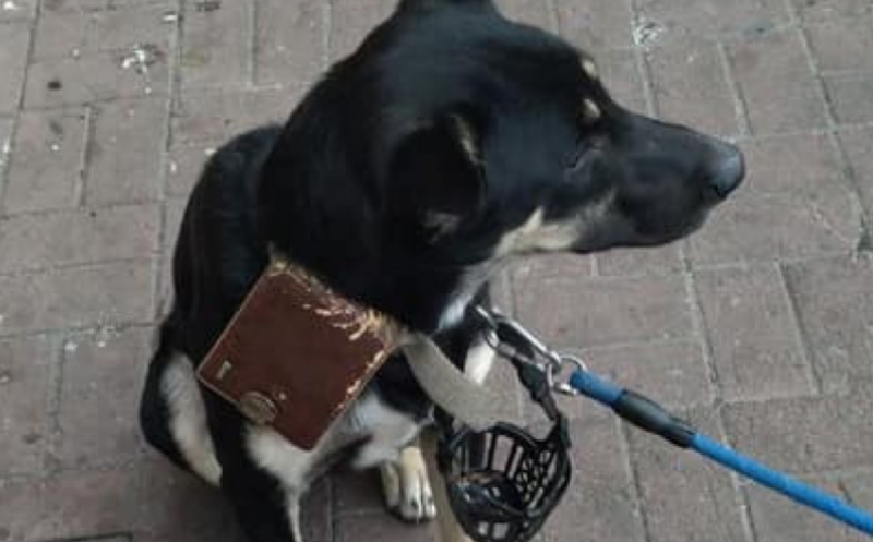 "Простите меня...": хозяин бросил собаку возле супермаркета с кошельком и запиской (фото)