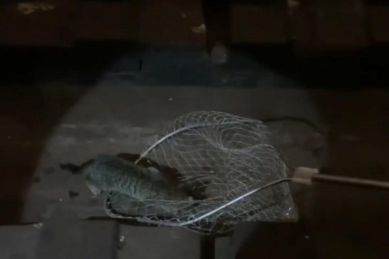 В харьковском метро спасли кошечку: стала известна судьба животного (видео)