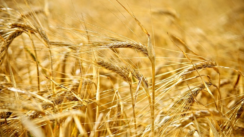 Россия намерена экспортировать 55–60 млн т зерна
