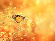 Синоптик обрадовала украинцев погодой на воскресенье, но есть нюанс