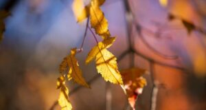 В Украине в начале ноября установится аномальная погода – синоптик рассказал, чего ждать