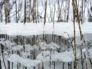 Какой будет зима в Украине: метеоролог оценила вероятность аномальных температур