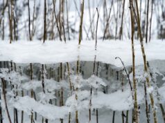 Какой будет зима в Украине: метеоролог оценила вероятность аномальных температур