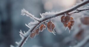 Аномальное тепло в Украине сменится похолоданием, которое больше всего затронет два региона