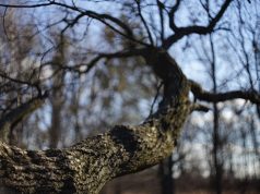 Зима сдается: синоптики рассказали, какой будет последняя неделя февраля