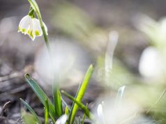 Украину ждет период настоящего весеннего тепла – синоптик назвал даты
