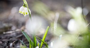 Украину ждет период настоящего весеннего тепла – синоптик назвал даты