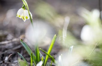 Украину ждет период настоящего весеннего тепла – синоптик назвал даты
