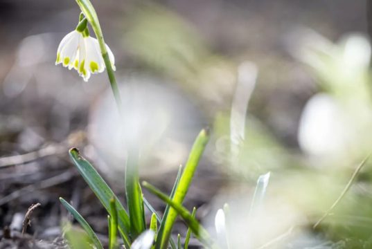 Украину ждет период настоящего весеннего тепла – синоптик назвал даты