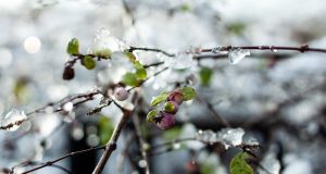 Весна в Украине набирает обороты: где в первую неделю марта потеплеет до +15